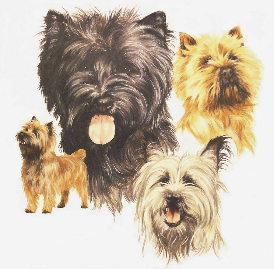 Cairn Terrier Collage Mixed Media by Barbara Keith