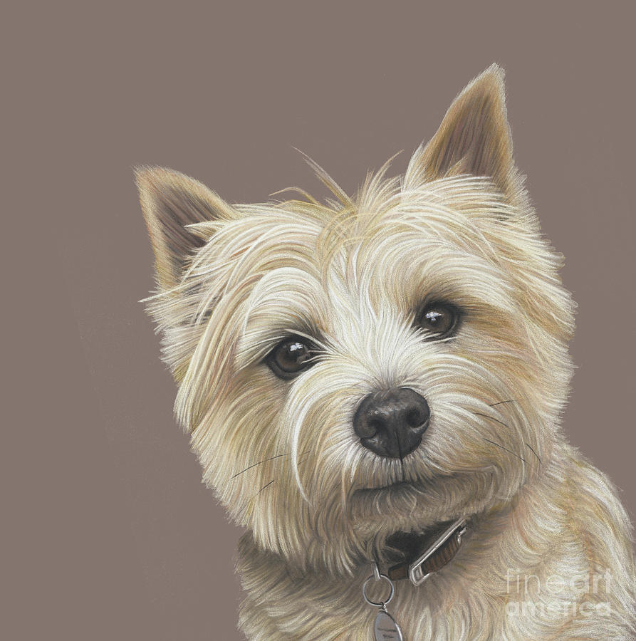 Cairn Terrier - Dave Painting by Donna Mulley