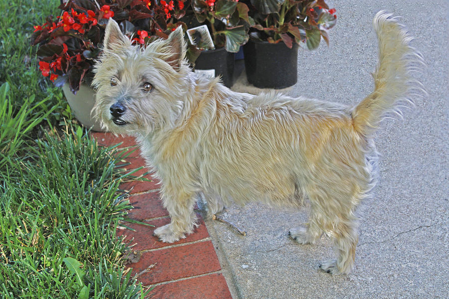 Cairn Terrier On The Patio Photograph by Barbara Dean