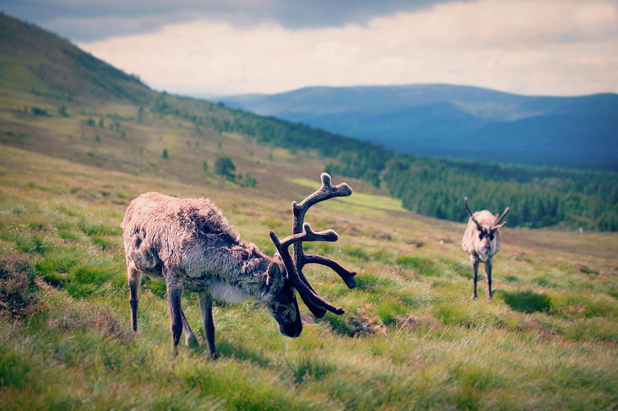 Cairngorms Reindeer Photograph by Ray Devlin