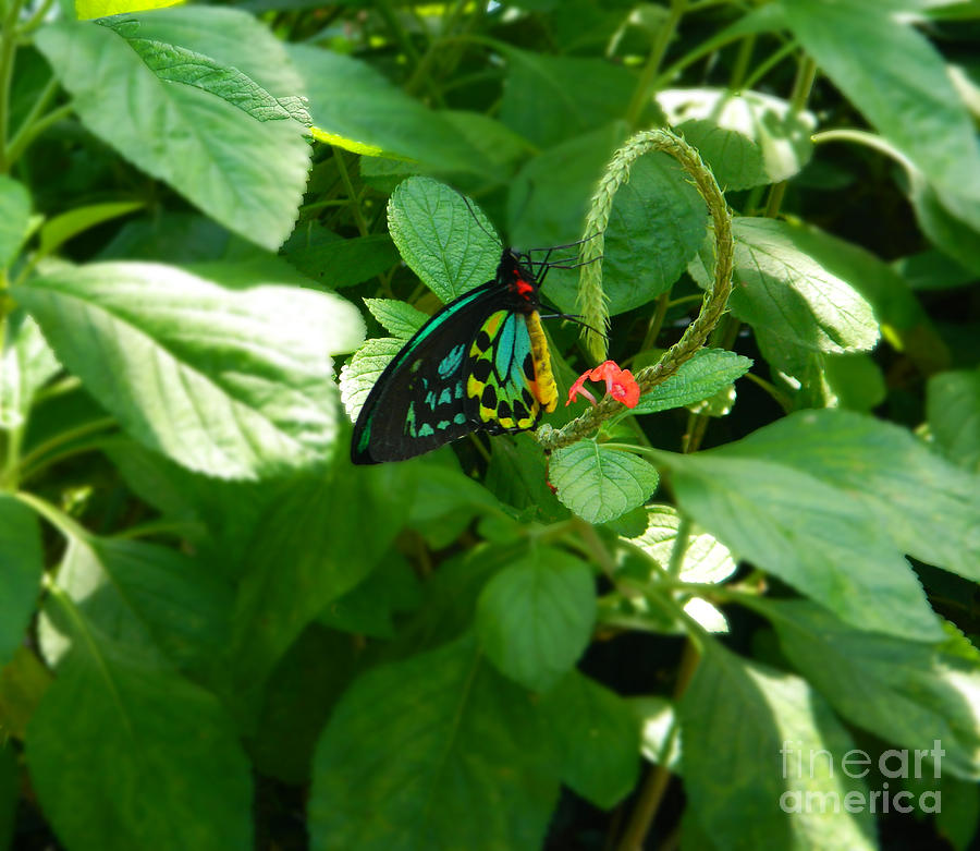 Cairns Birdwing Butterfly Photograph by Emmy Vickers