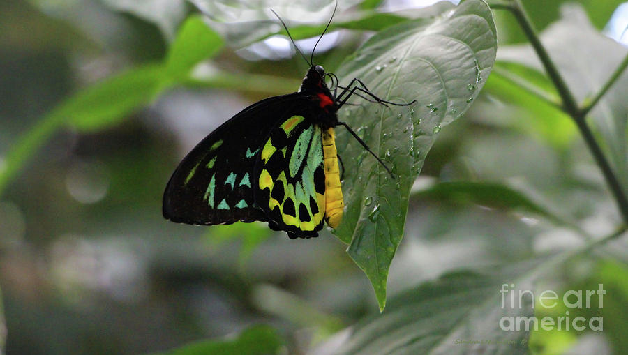 Cairns Birdwing Butterfly Photograph by Sandra Huston
