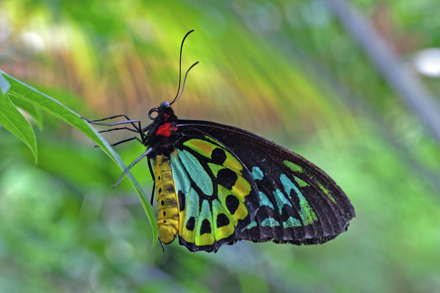 Cairns Birdwing Photograph by David Freuthal