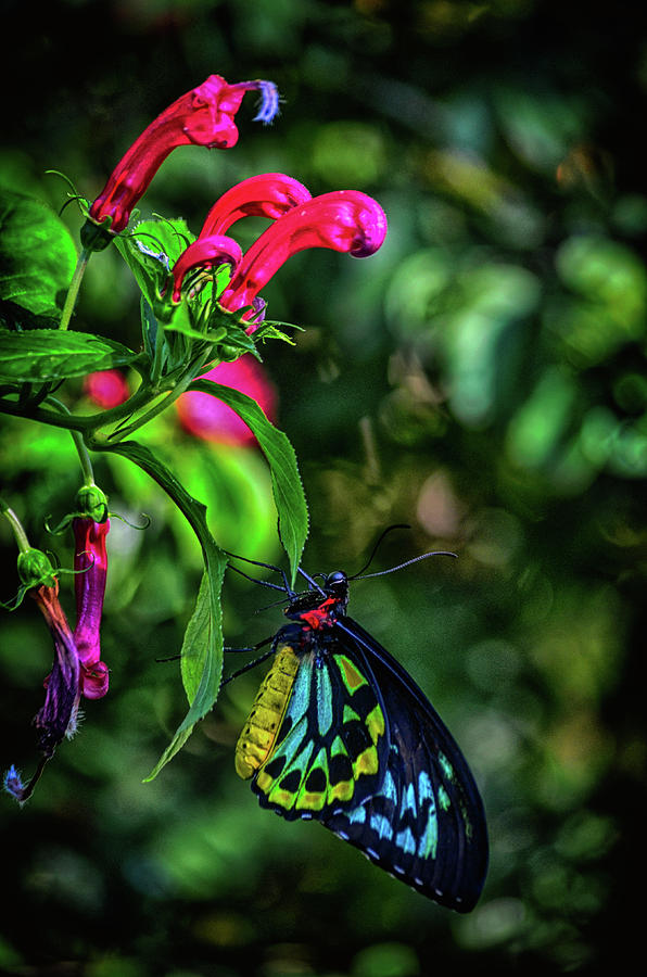 Cairns Birdwing on a Wine and Roses Bush Photograph by Don Columbus