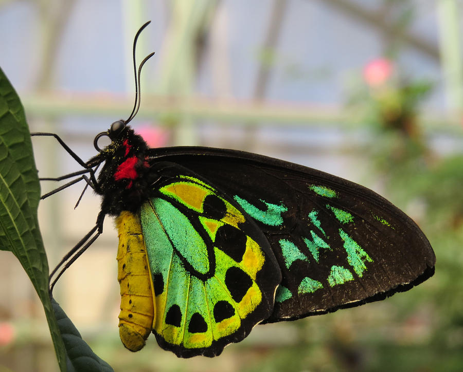 Cairns Birdwing Portrait - Butterfly Photograph by MTBobbins Photography