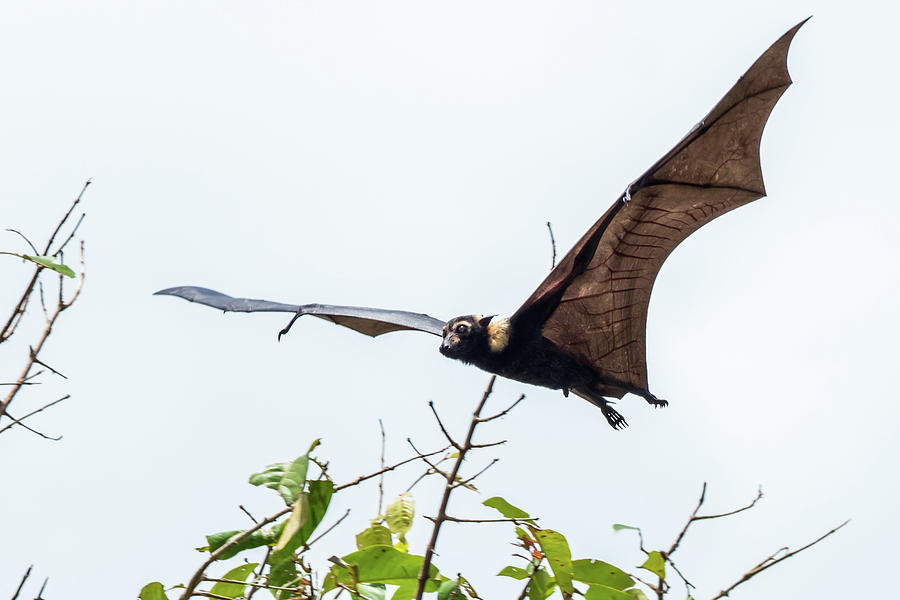 Cairns Fruit Bat Photograph by Walt Sterneman