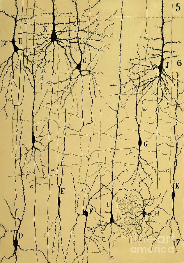 Science Photograph - Cajal Drawing of Microscopic Structure of the Brain 1904 by Science Source