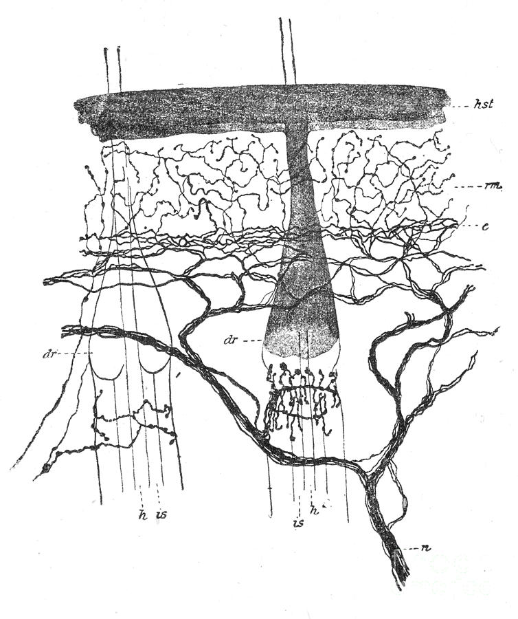 Illustration Photograph - Cajal Illustration Rat Nerve Endings by Science Source