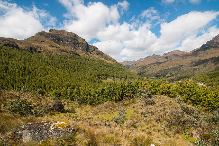 Cajas National Park and Pines Photograph by Robert McKinstry