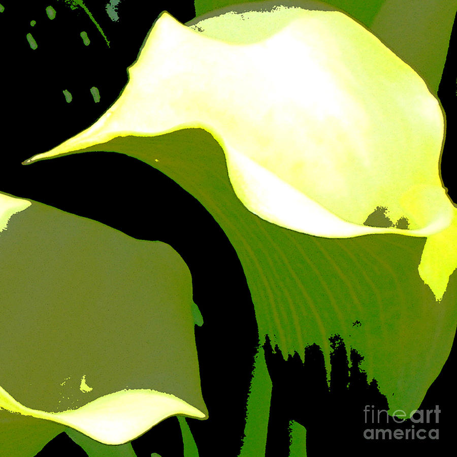 Cala lilies Digital Art by Marsha Young