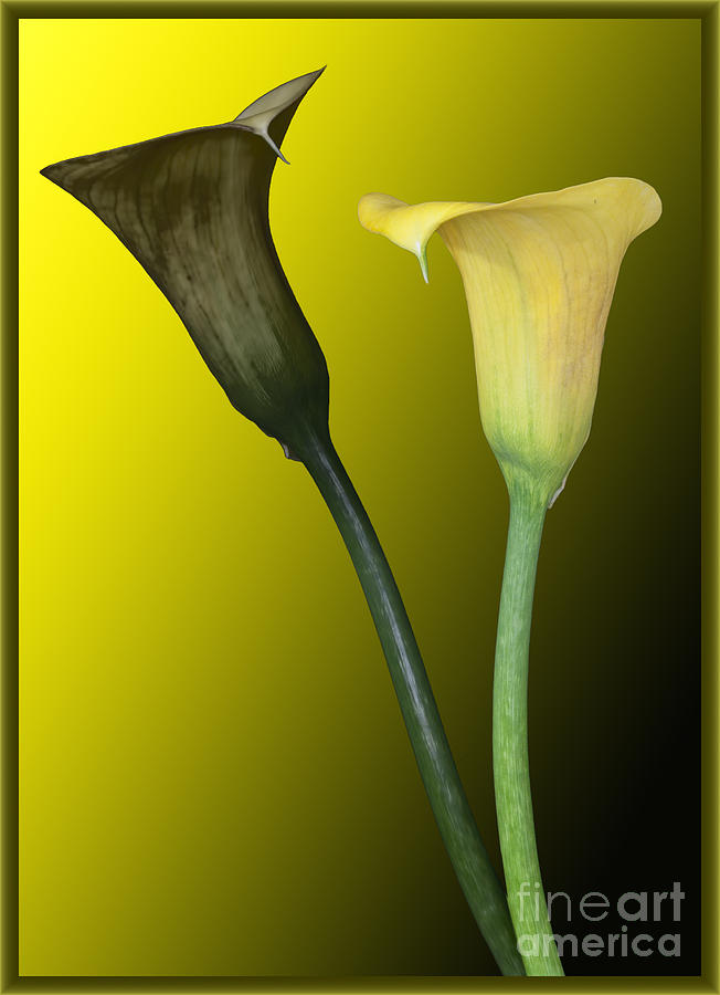 Flower Photograph - Cala Lilies Opposites by Shirley Mangini