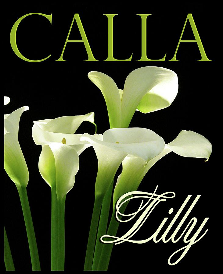 Cala Lilly Vertical Photograph by Craig Perry-Ollila