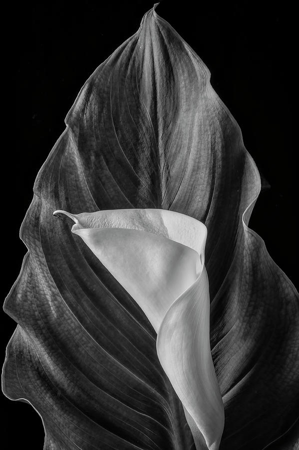 Cala Lily And Large Leaf Photograph by Garry Gay
