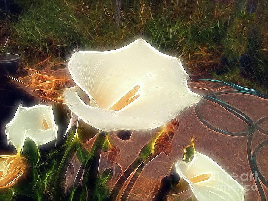 Cala Lily as Magic Photograph by Wernher Krutein