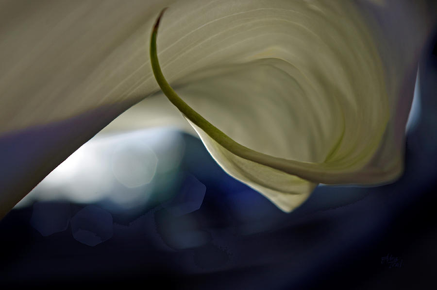 Cala Lily Curl Photograph by Adria Trail