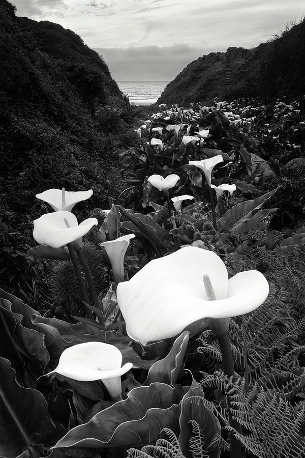 Big Sur - Calla Lily Photograph by Francesco Emanuele Carucci