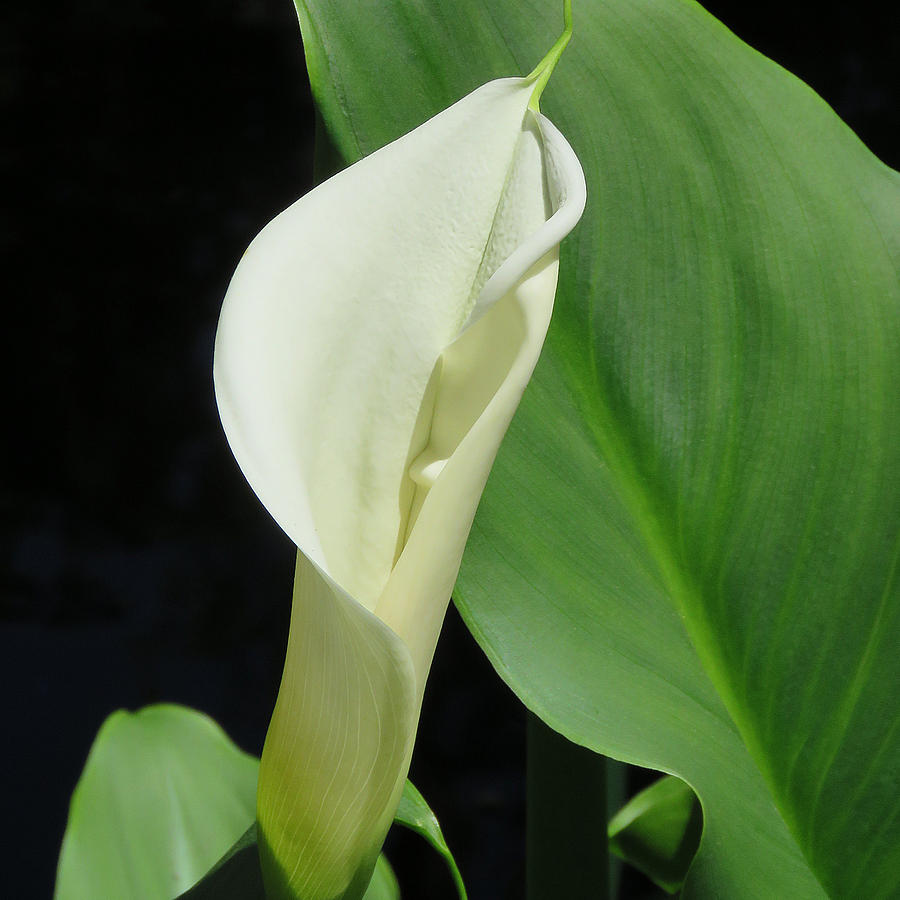 Cala Lily  Photograph by Pat Exum