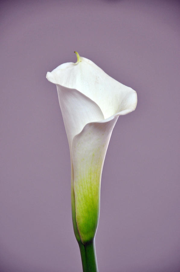 Cala Lily Photograph by Teresa Blanton - Fine Art America