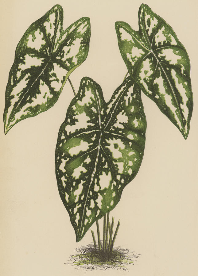 Caladium Argyrites Painting by English School - Fine Art America