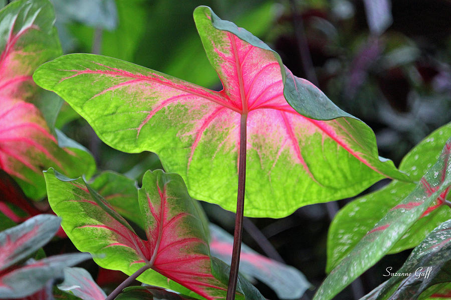 Nature Photograph - Caladium Close up by Suzanne Gaff