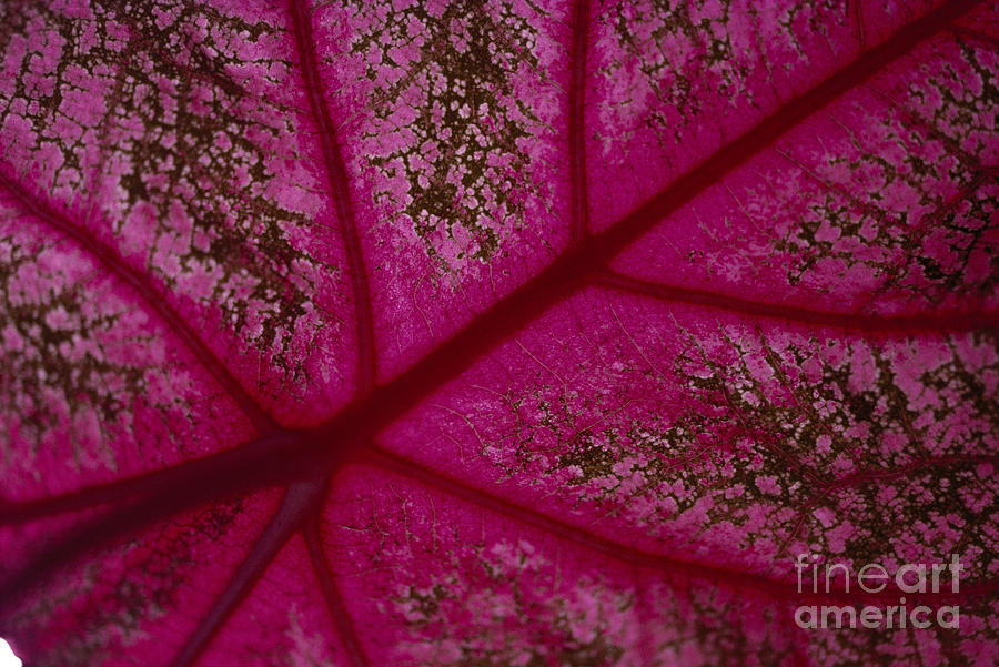 Pattern Photograph - Caladium Leaf by Ron Dahlquist - Printscapes