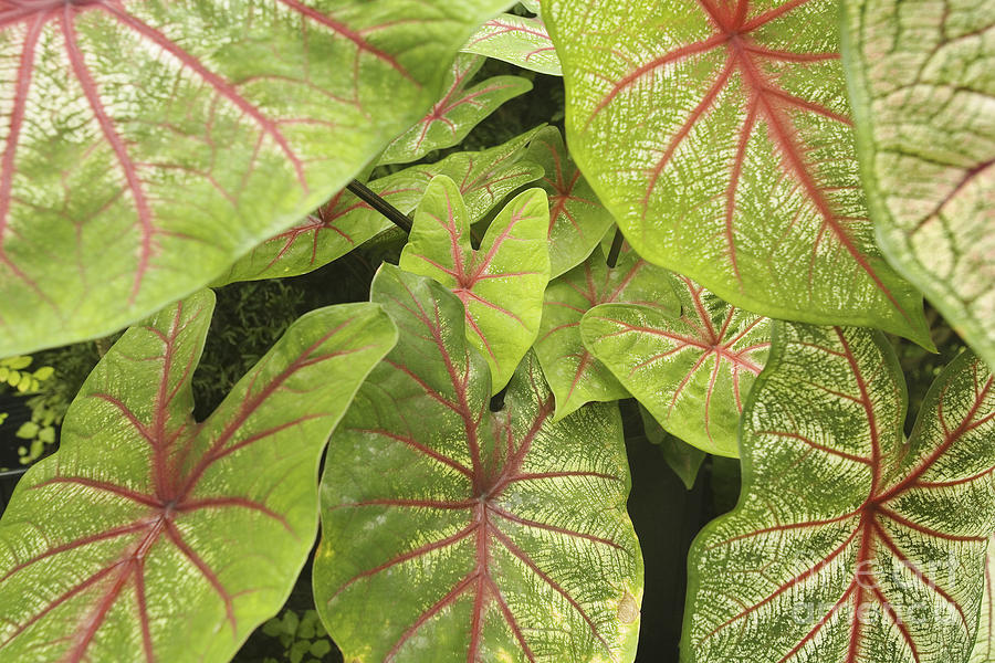 Abstract Photograph - Caladium Leaves by Ron Dahlquist - Printscapes