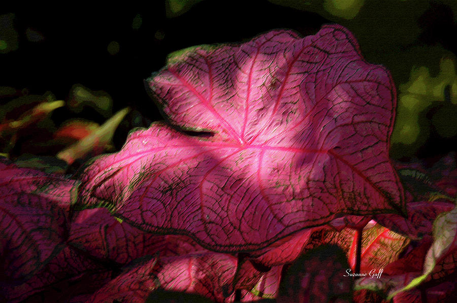 Nature Photograph - Caladium Mystery by Suzanne Gaff