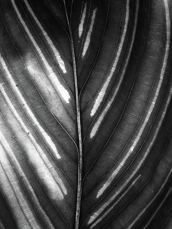 Calathea Broad Leaf Photograph by Christopher Johnson