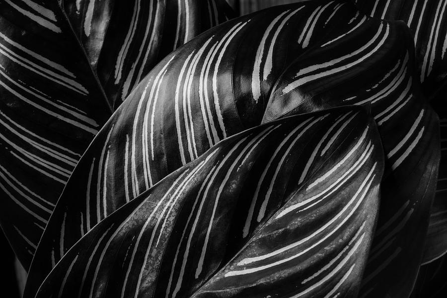 Calathea Leaves Black And White Photograph by Garry Gay - Pixels