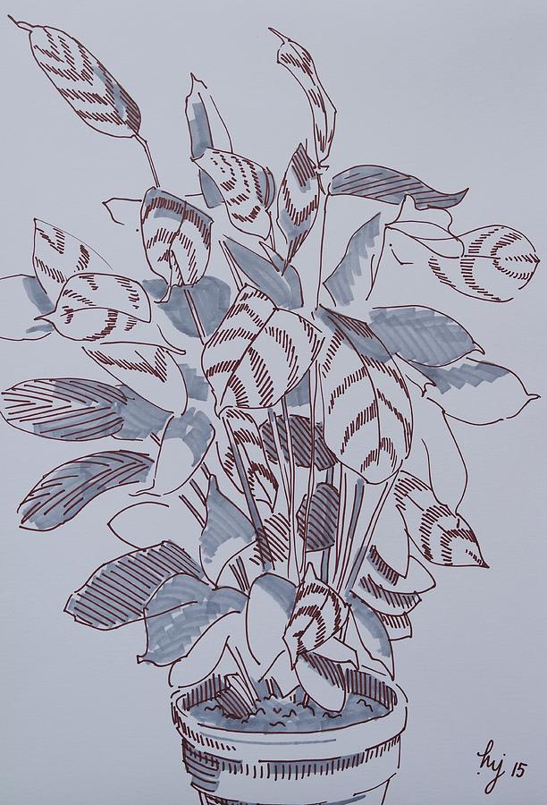 Calathea - marker pen drawing of a pot plant Drawing by Mike Jory