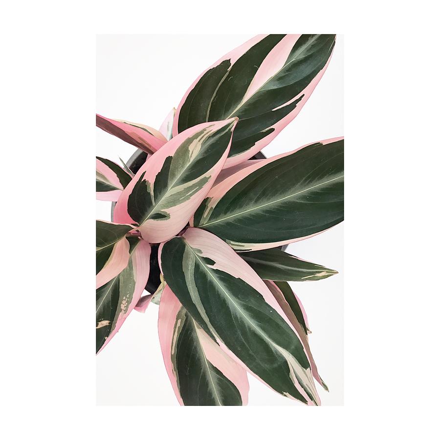  Calathea Triostar  Photograph by Evita Witzenhausen