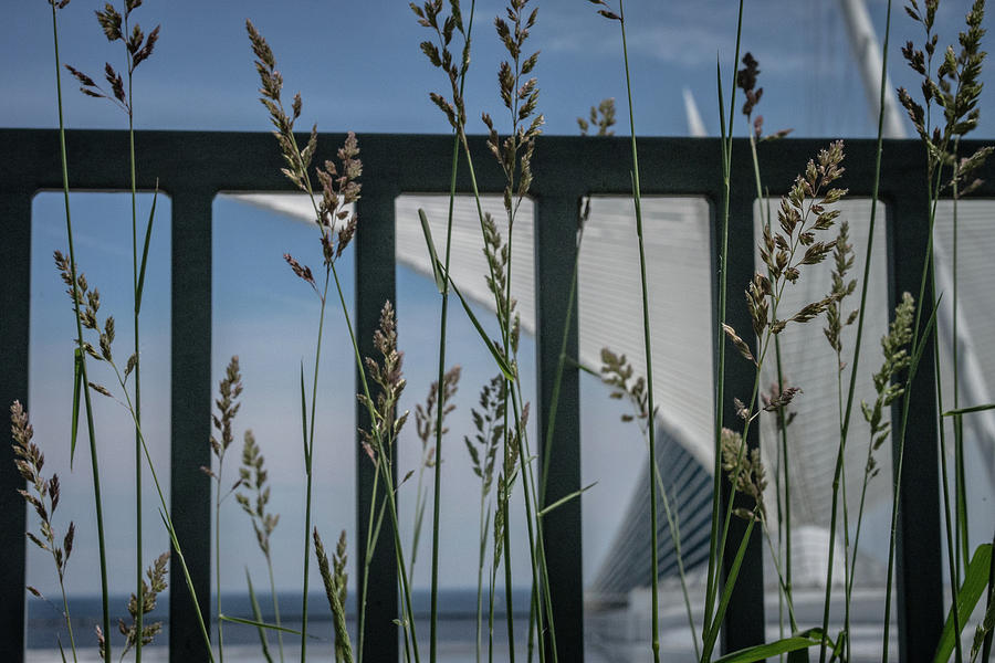 Calatrava in the Grass Photograph by Kristine Hinrichs
