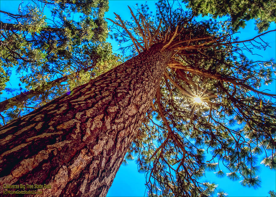 Giant Sequoia Trees II Photograph by LeeAnn McLaneGoetz McLaneGoetzStudioLLCcom