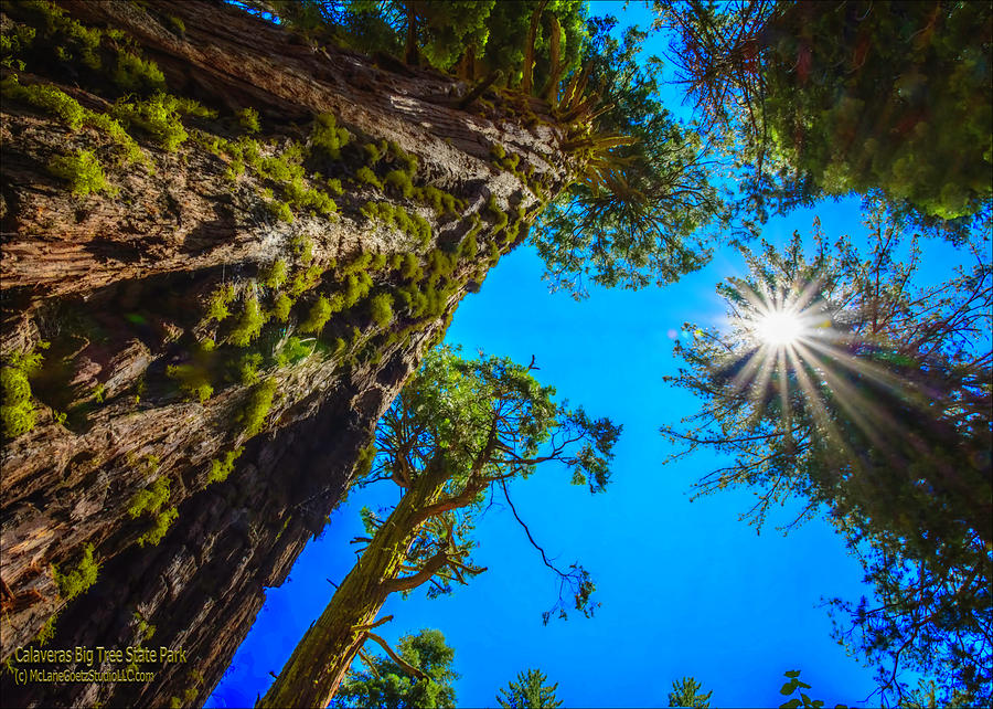 Giant Sequoia Trees I Photograph