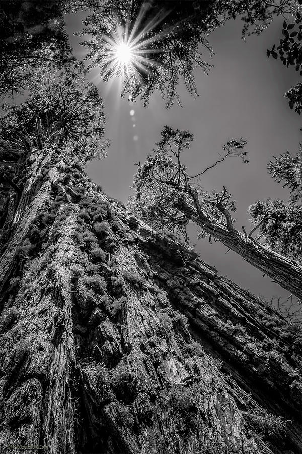 Calaveras Big Trees State Park Monochrome Photograph by LeeAnn McLaneGoetz McLaneGoetzStudioLLCcom