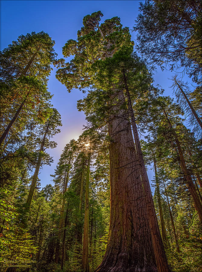 Giant Sequoia Trees Panorama Photograph by LeeAnn McLaneGoetz McLaneGoetzStudioLLCcom