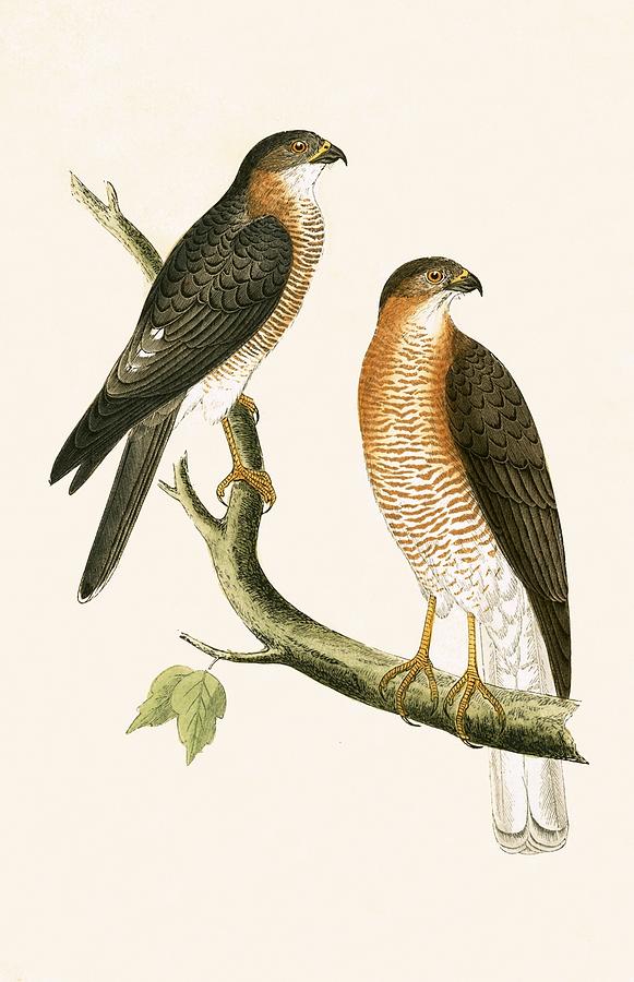Nature Painting - Calcutta Sparrow Hawk by English School