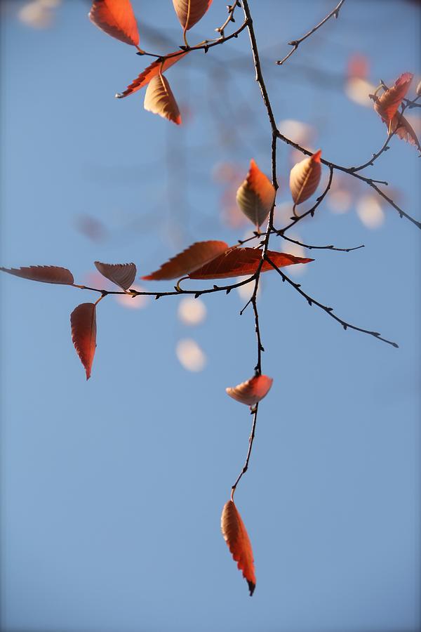 Nature Photograph - Calder Leaves by Tracy Male