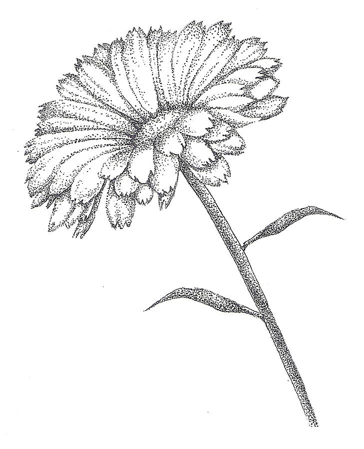 Daisy Drawing - Calendula by Christy Beckwith