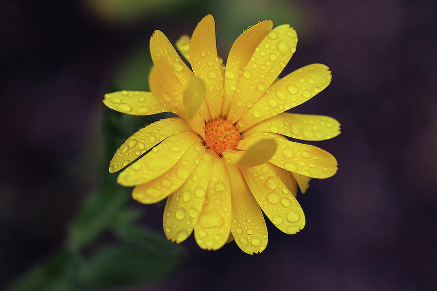 Calendula in the rain Photograph by Vanessa Thomas