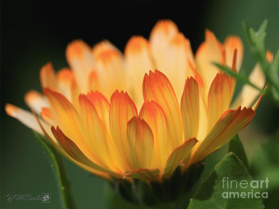 Calendula named Oopsy Daisy Photograph by J McCombie