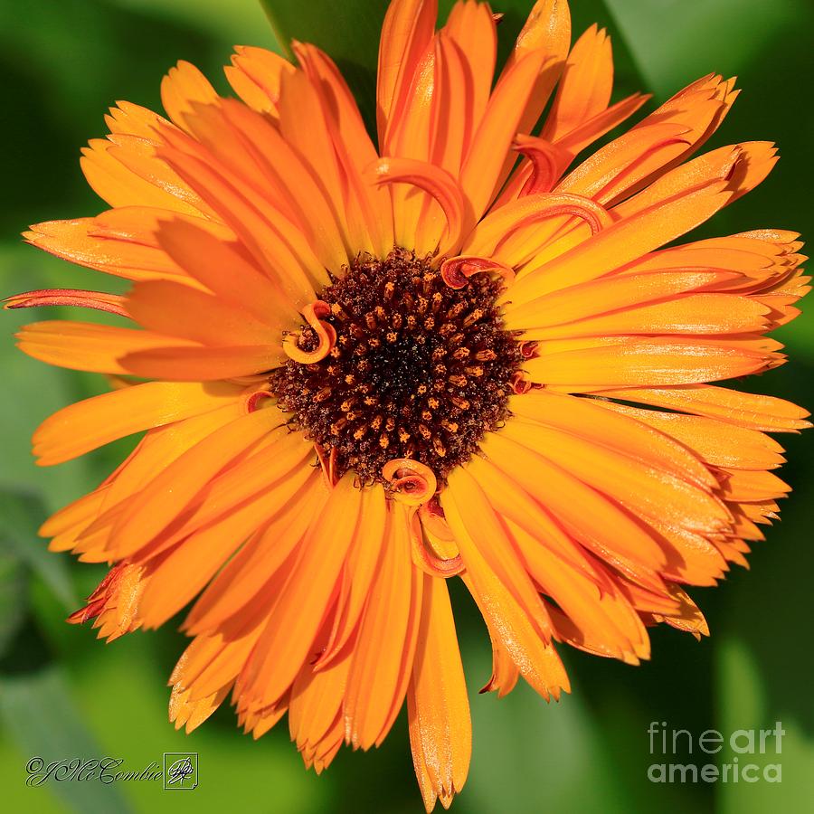 Calendula named Victoria Sunset Photograph by J McCombie