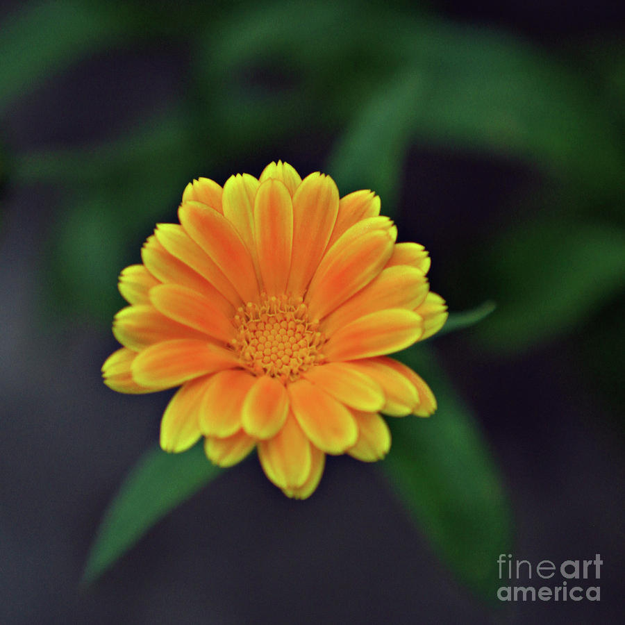 Calendula Flower on a White Background Stock Image - Image of bouquet,  medicine: 21374931