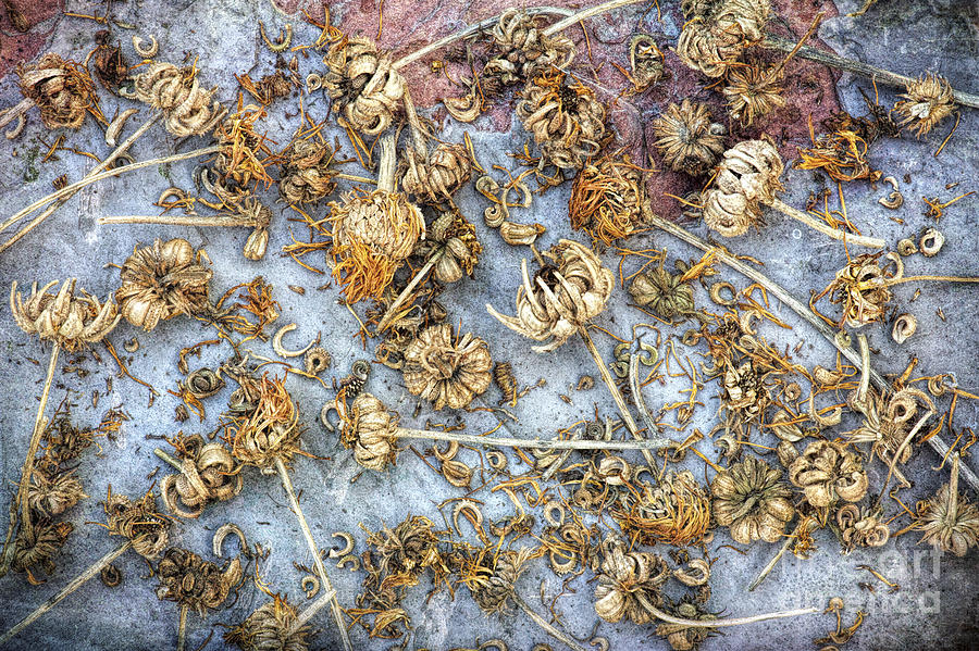 Flower Photograph - Calendula Seeds by Tim Gainey