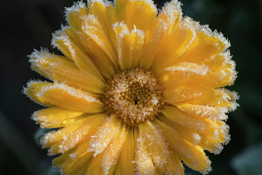 Calendula With Frosting Photograph by Robert Potts