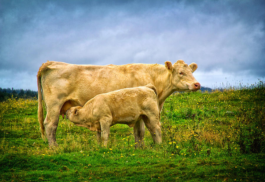 Calf and Mother Photograph by Carolyn Derstine