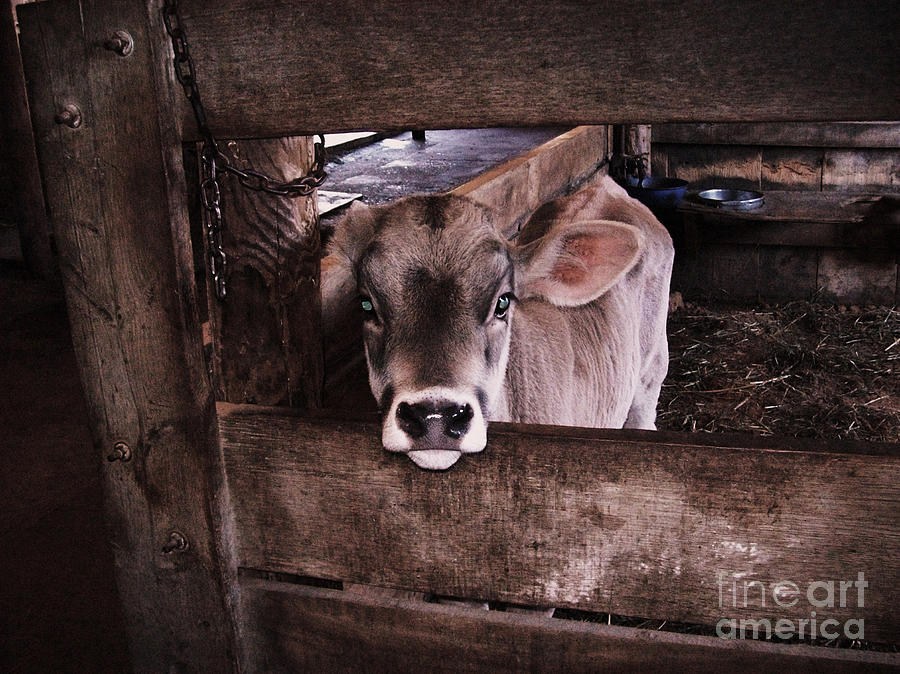 Cow Photograph - Calf Communication by Mary Ann Weger