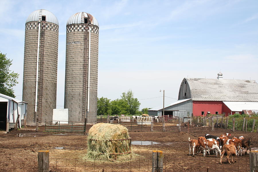 Calf Farm Photograph by Dylan Punke