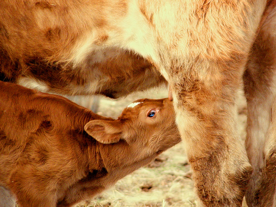 Calf Feeding Photograph by Dorothy Lee