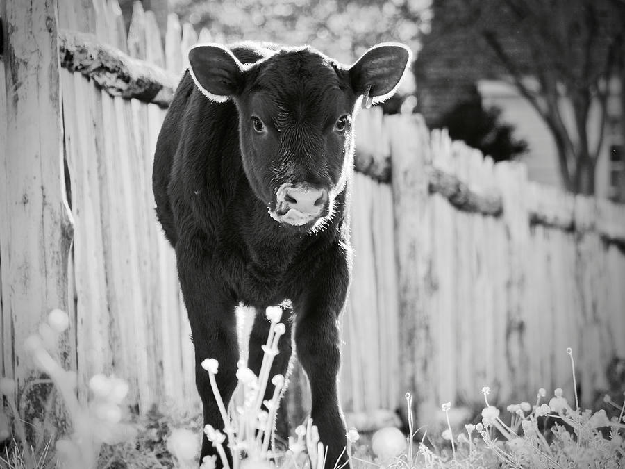 Calf in Black and White Photograph by Rachel Morrison